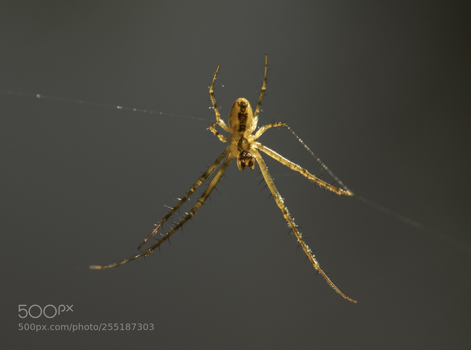 Nikon D5300 sample photo. Spider photography
