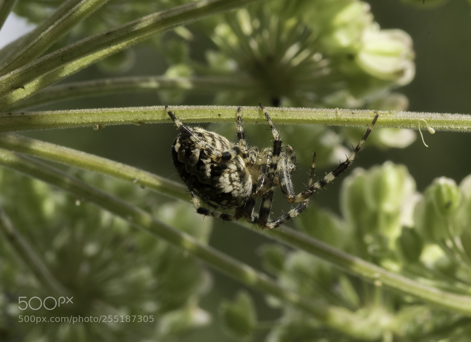 Nikon D5300 sample photo. Spider photography