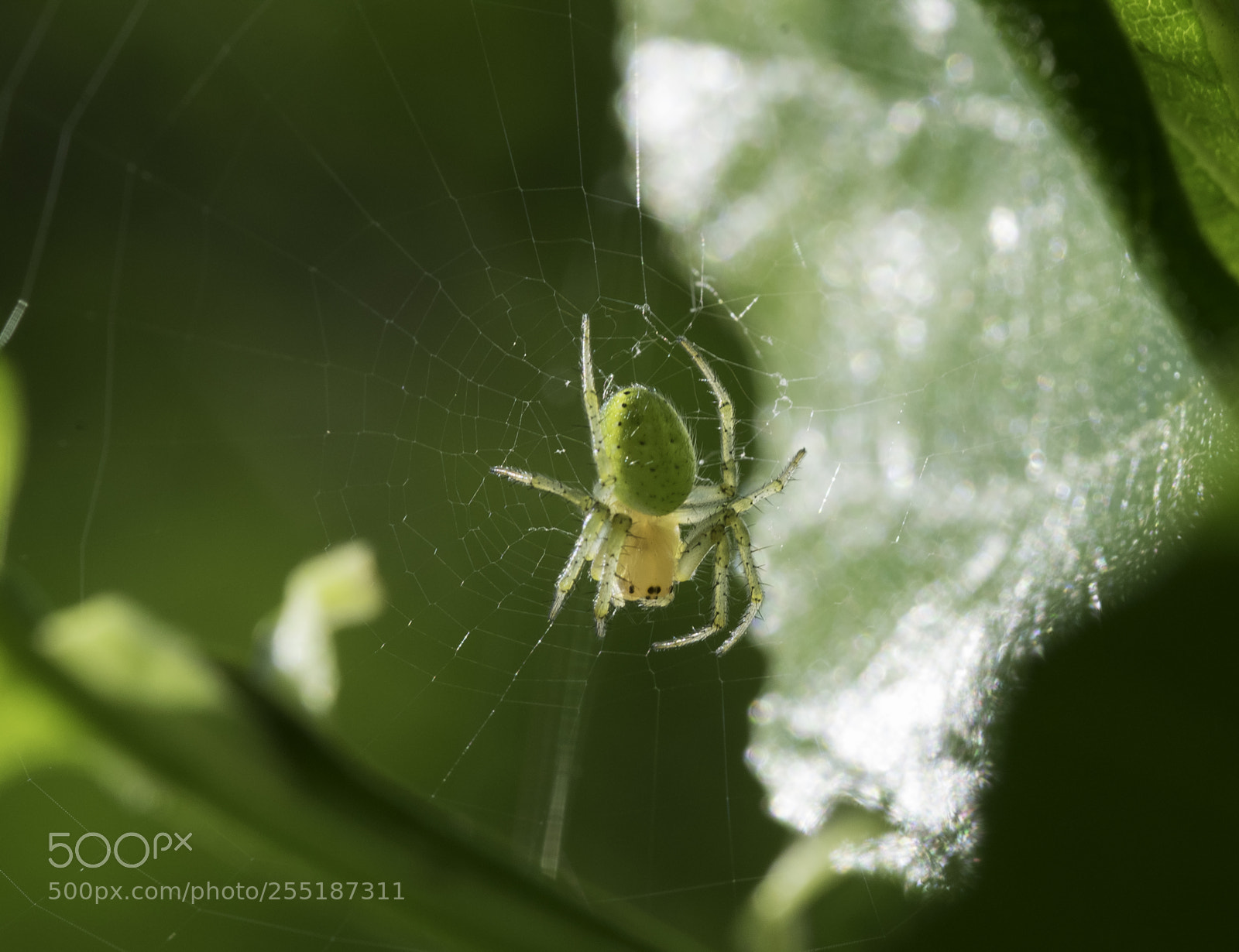 Nikon D5300 sample photo. Spider photography