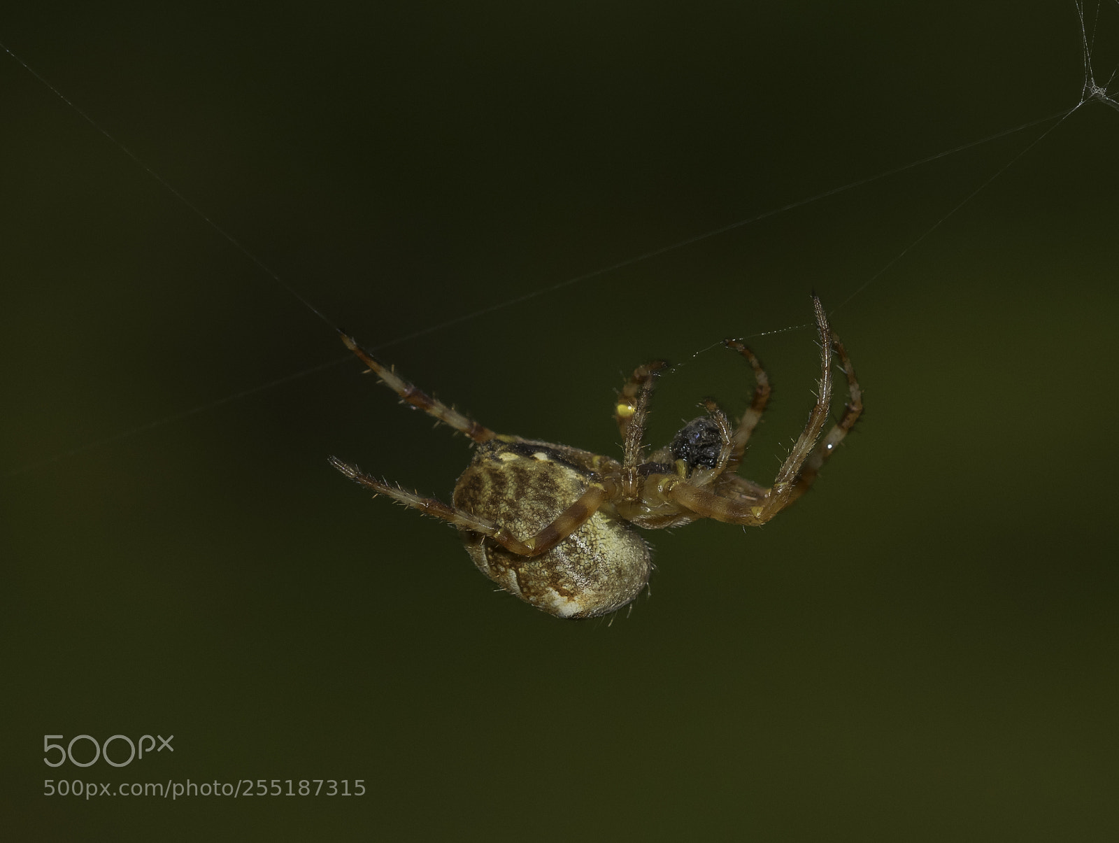 Nikon D5300 sample photo. Spider photography