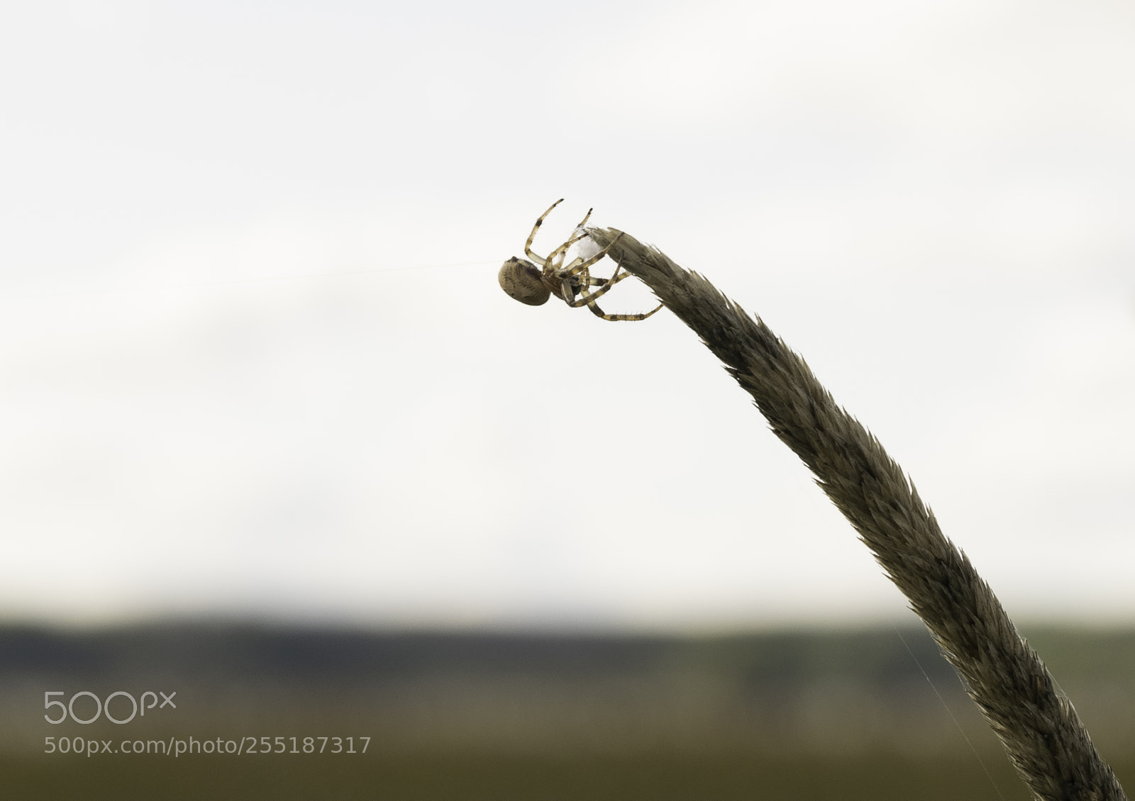 Nikon D5300 sample photo. Spider photography