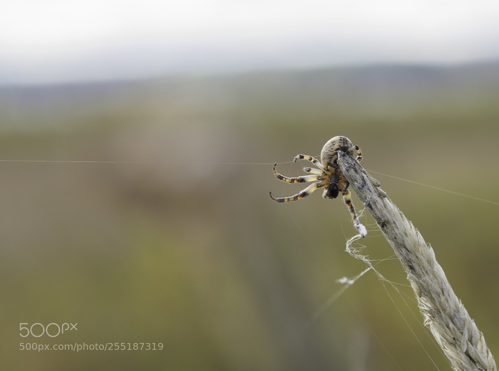 Nikon D5300 sample photo. Spider photography