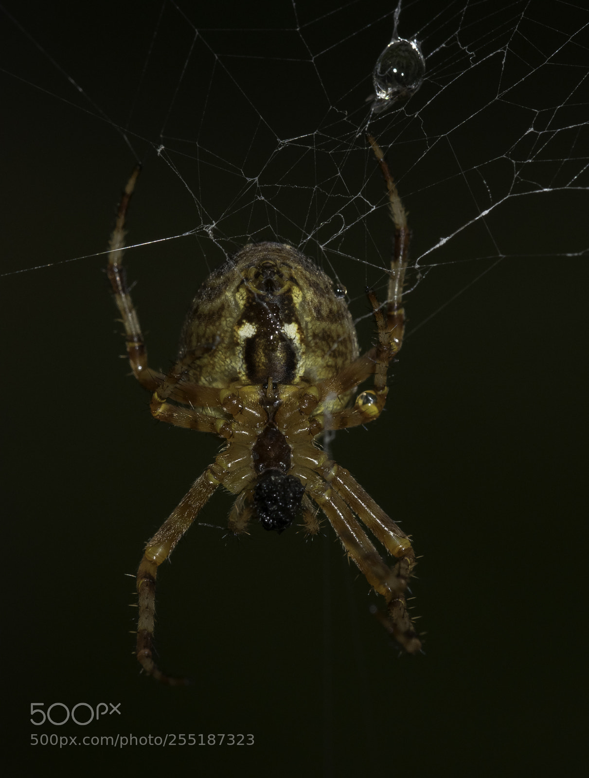 Nikon D5300 sample photo. Spider photography