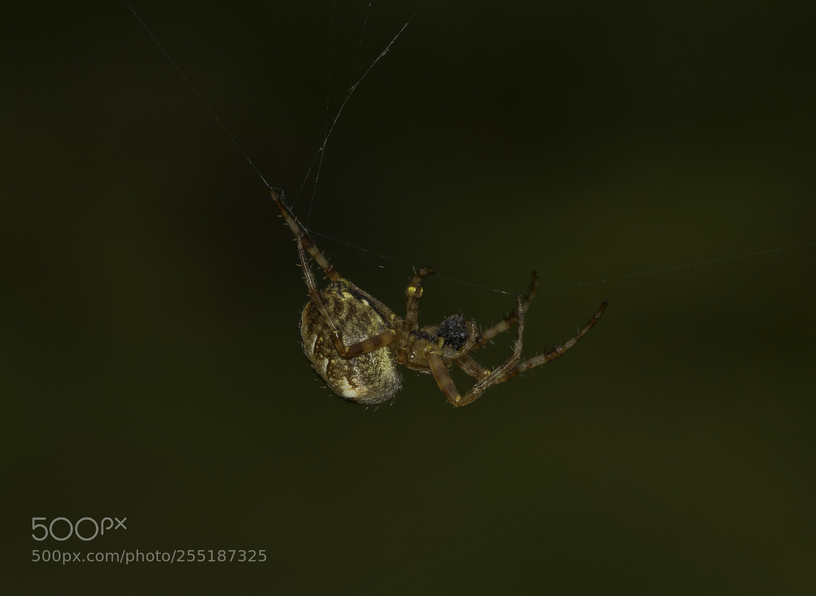Nikon D5300 sample photo. Spider photography