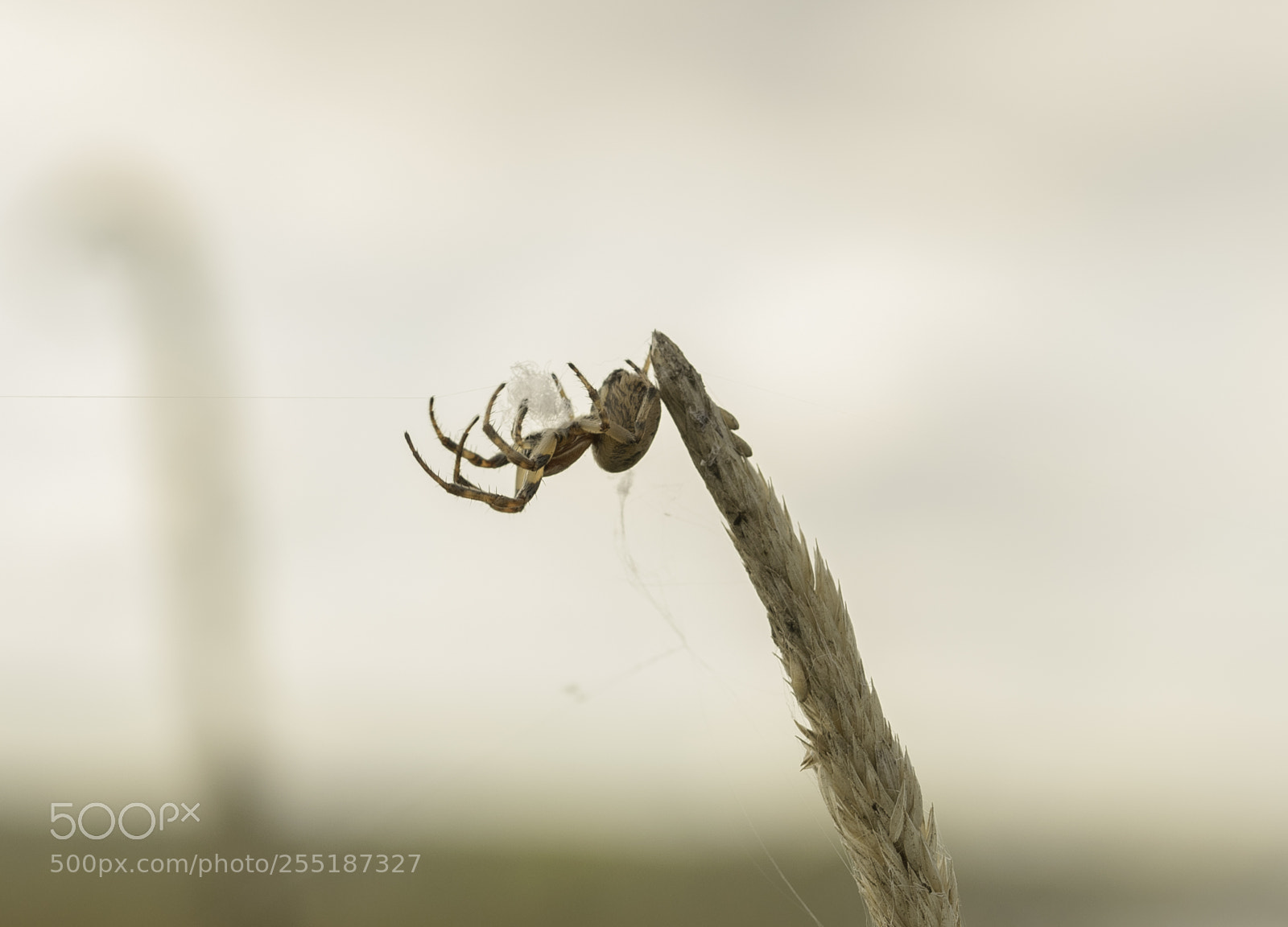 Nikon D5300 sample photo. Spider photography