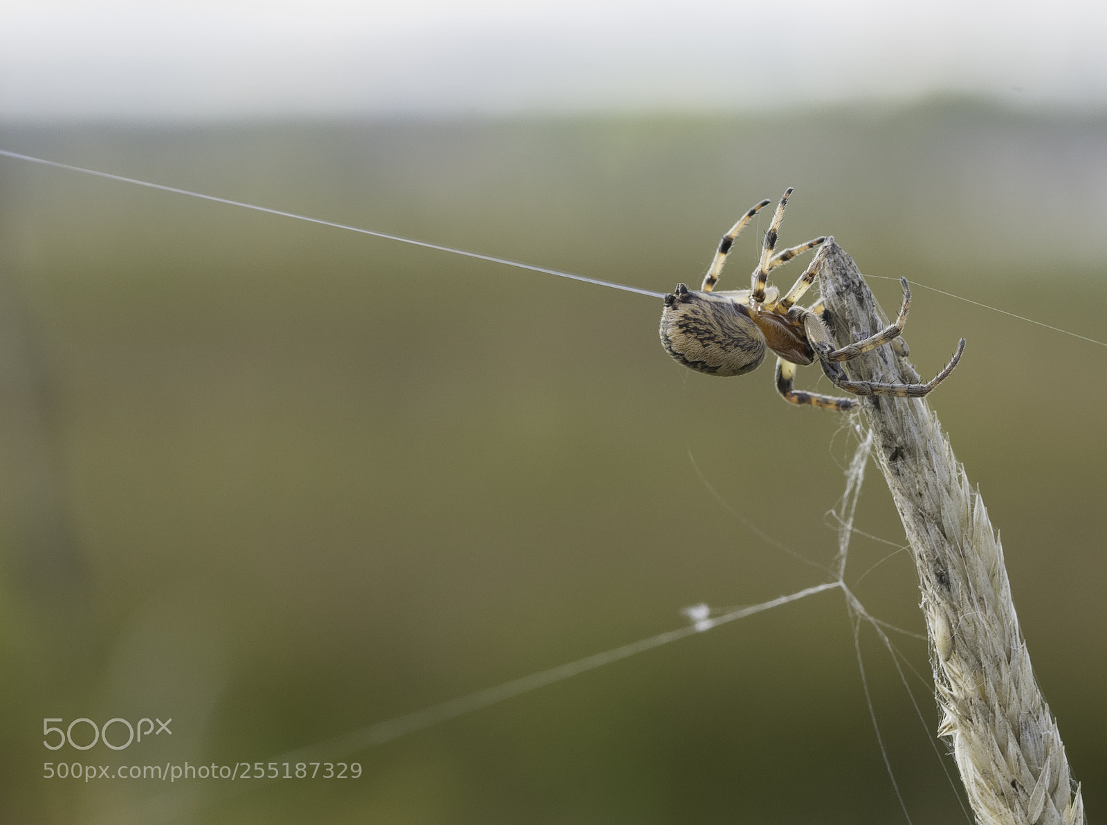 Nikon D5300 sample photo. Spider photography