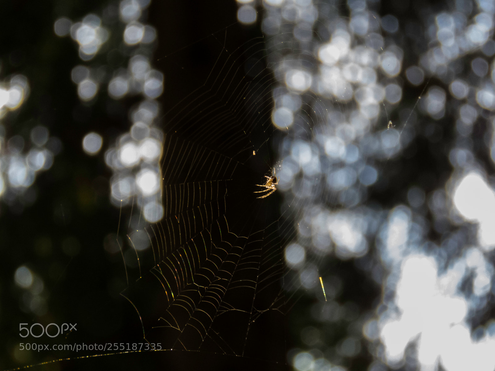 Canon PowerShot SX60 HS sample photo. Spider photography