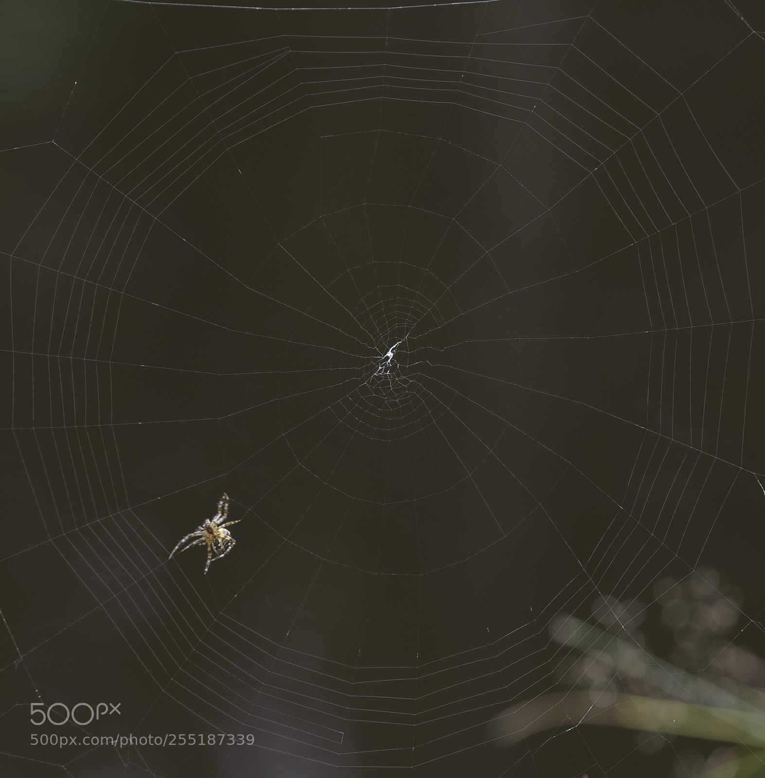 Nikon D5300 sample photo. Spider photography