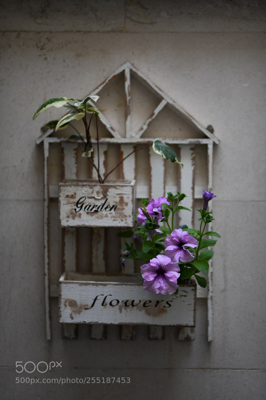 Nikon D850 sample photo. Home  photography