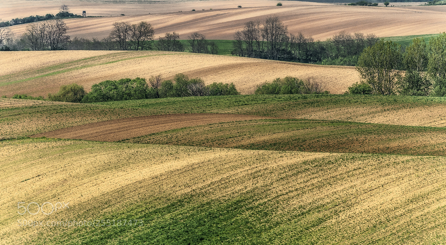 Nikon D700 sample photo. Spring layers photography