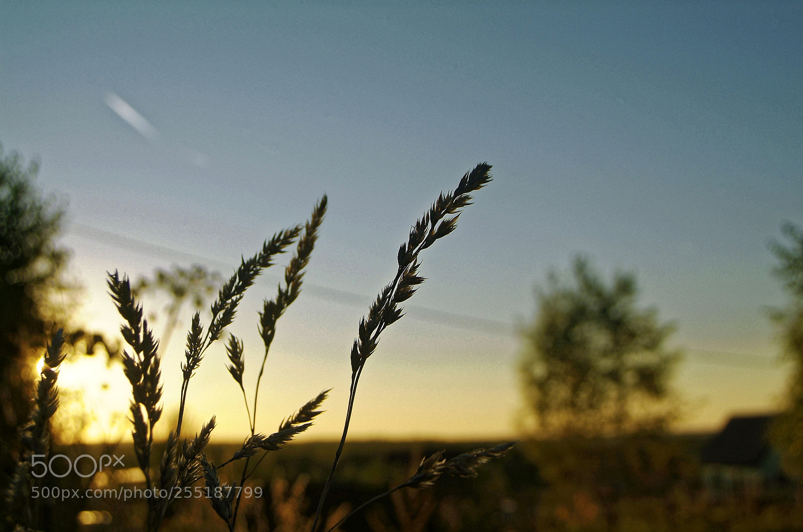 Fujifilm FinePix S3 Pro sample photo. Wild grass in the photography