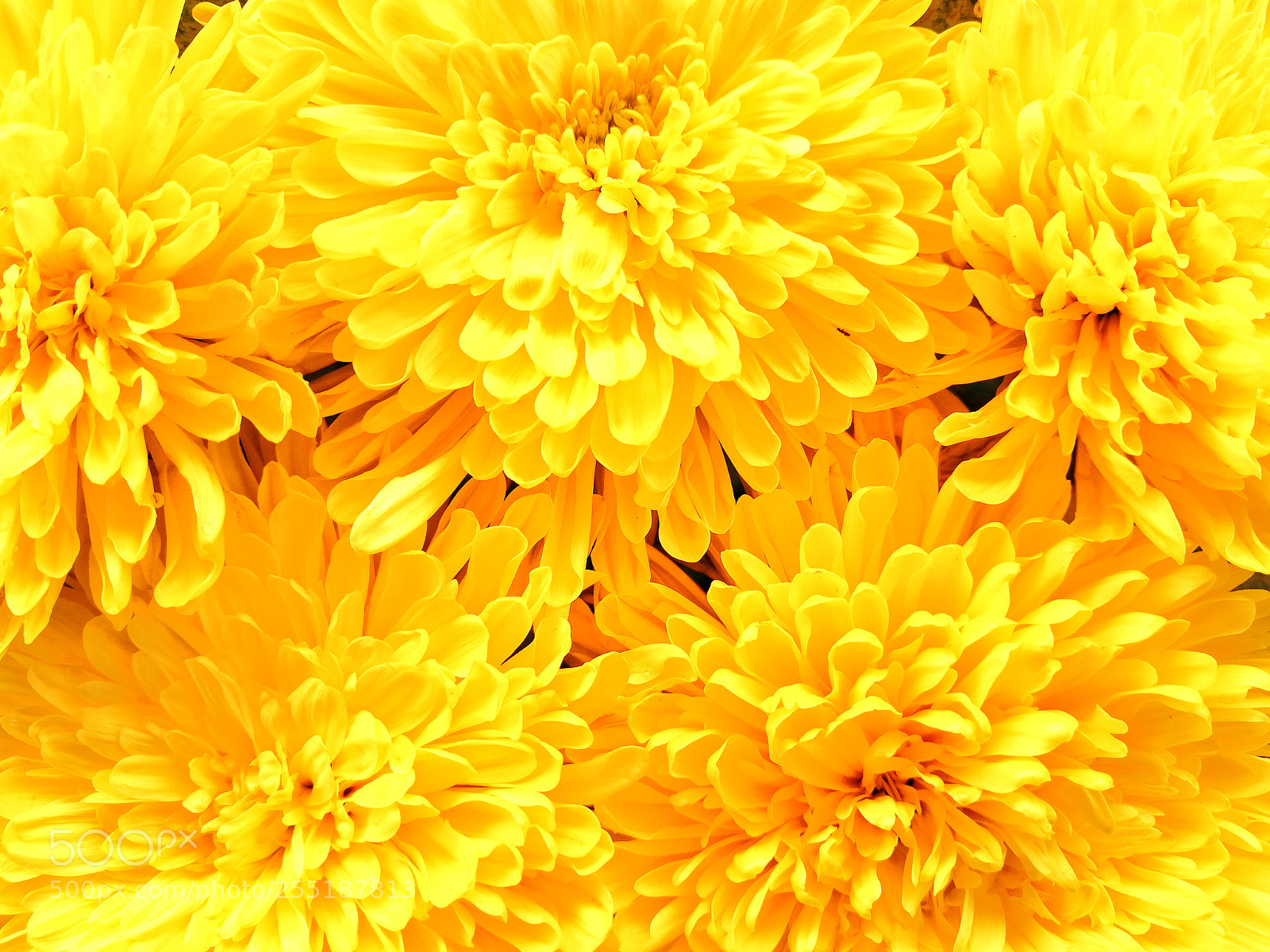 HUAWEI P10 Plus sample photo. Yellow floral photography