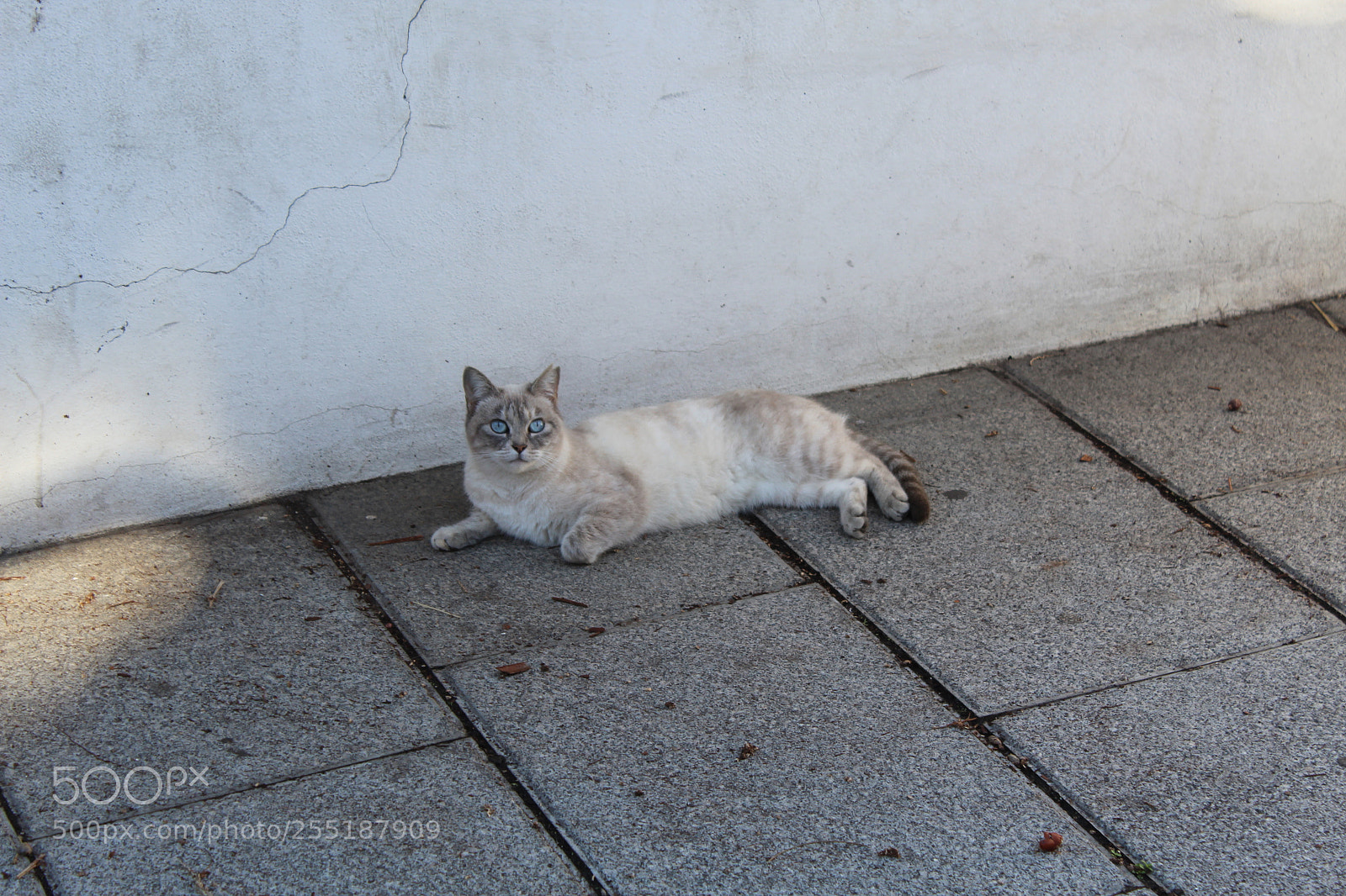 Canon EOS 1300D (EOS Rebel T6 / EOS Kiss X80) sample photo. Blue eyed kitty photography