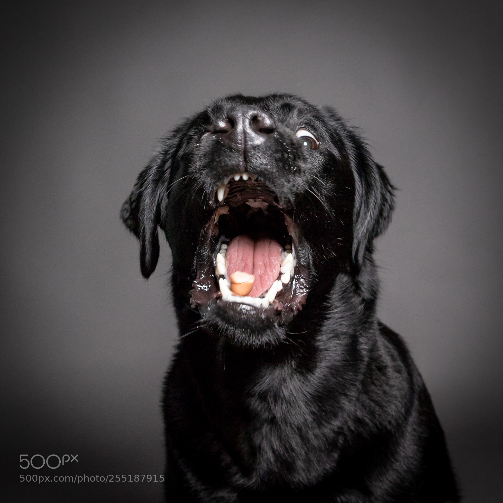 Canon EOS 6D Mark II sample photo. Black labrador dog catch photography