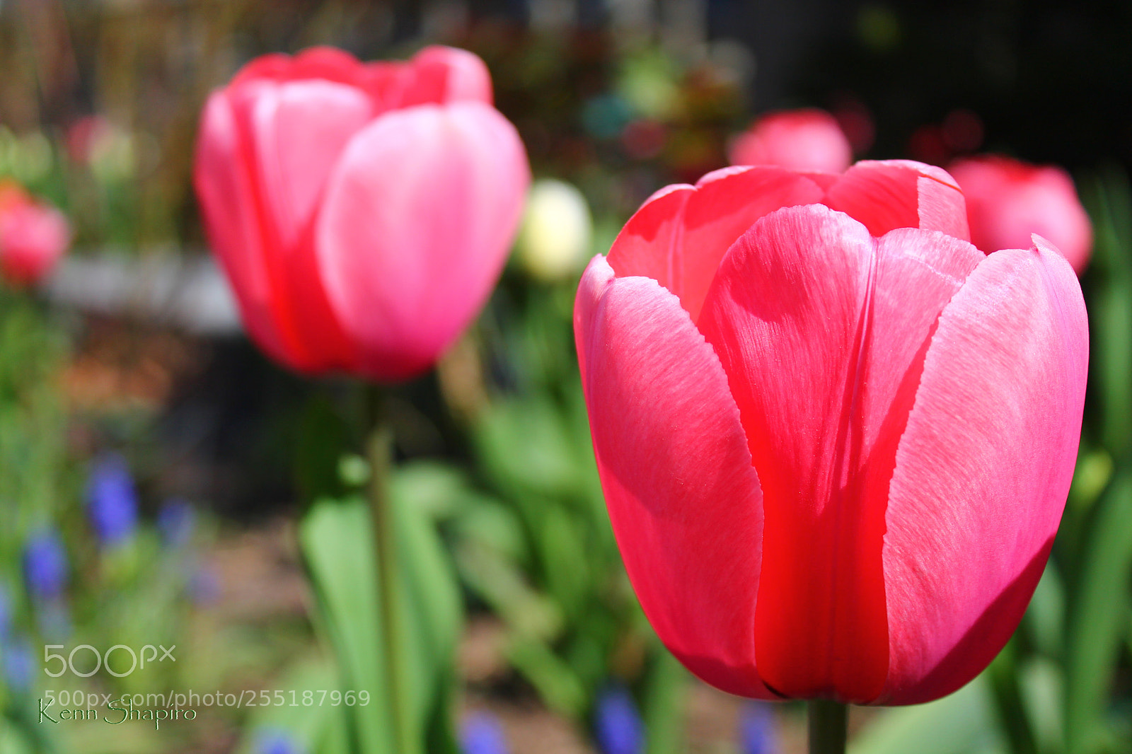 Canon EOS 1100D (EOS Rebel T3 / EOS Kiss X50) sample photo. Simplicity photography