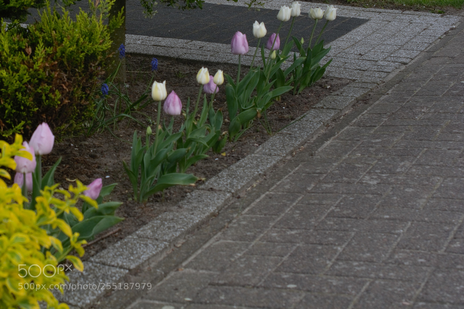 Nikon D5200 sample photo. Blütenreihe photography