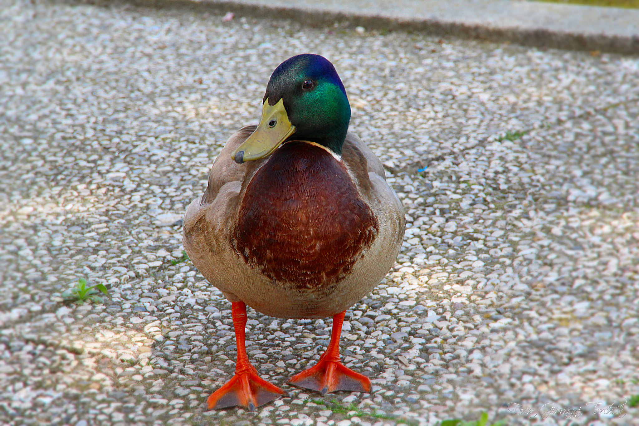 Canon EOS 1200D (EOS Rebel T5 / EOS Kiss X70 / EOS Hi) sample photo. Duffy duck photography