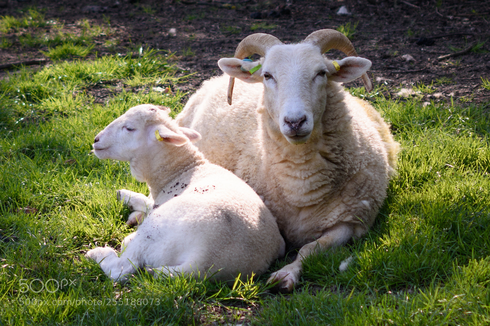Nikon D7200 sample photo. Proud mother sheep photography