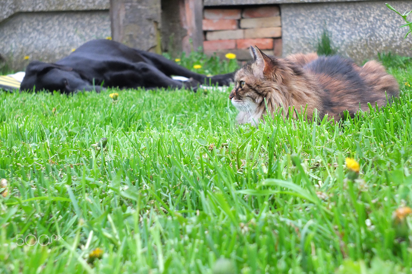 Fujifilm X-S1 sample photo. Mici rosemary and sleeping race :-) photography