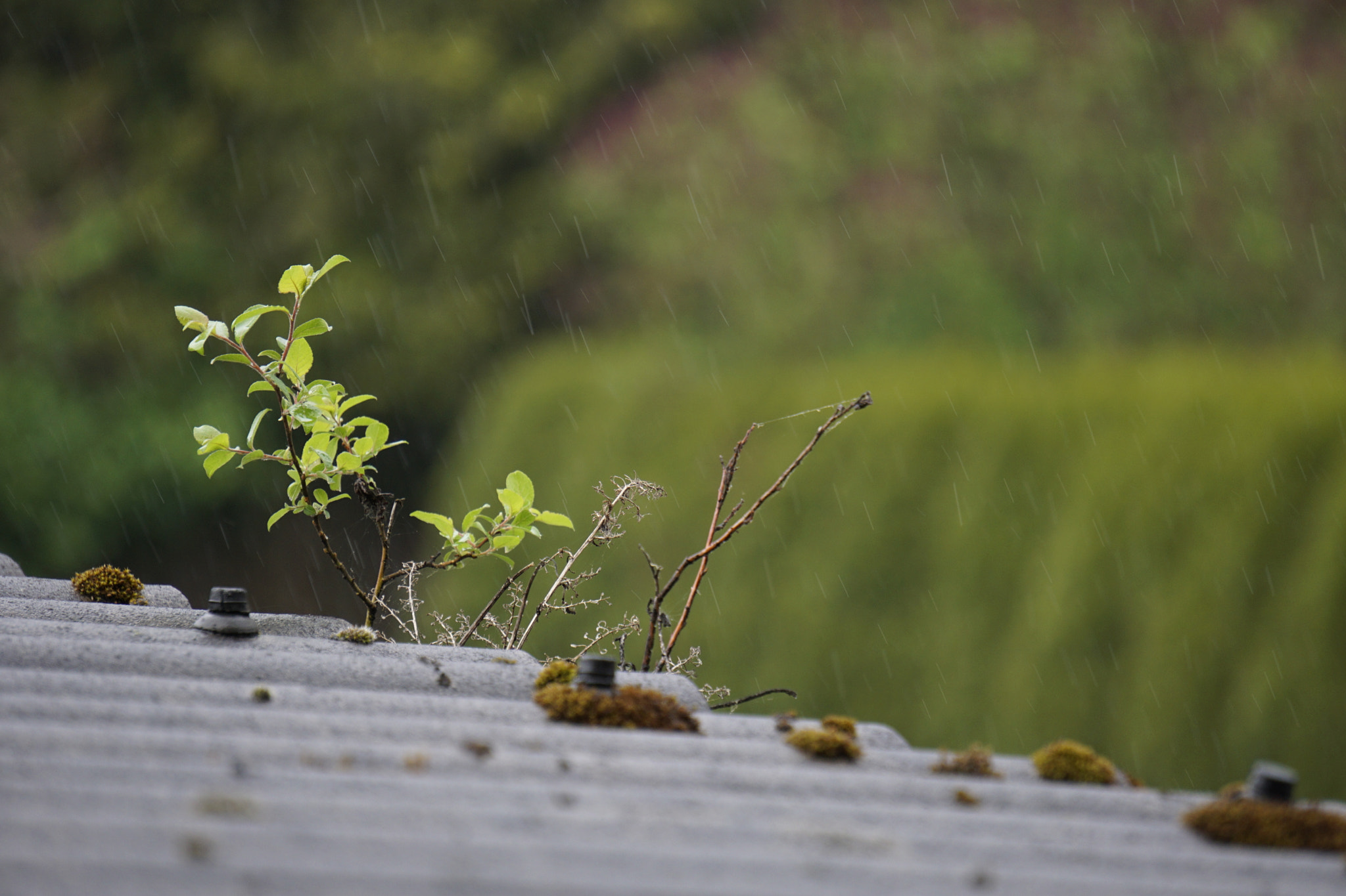 Sony E 55-210mm F4.5-6.3 OSS sample photo. Dachpflanze o0 photography