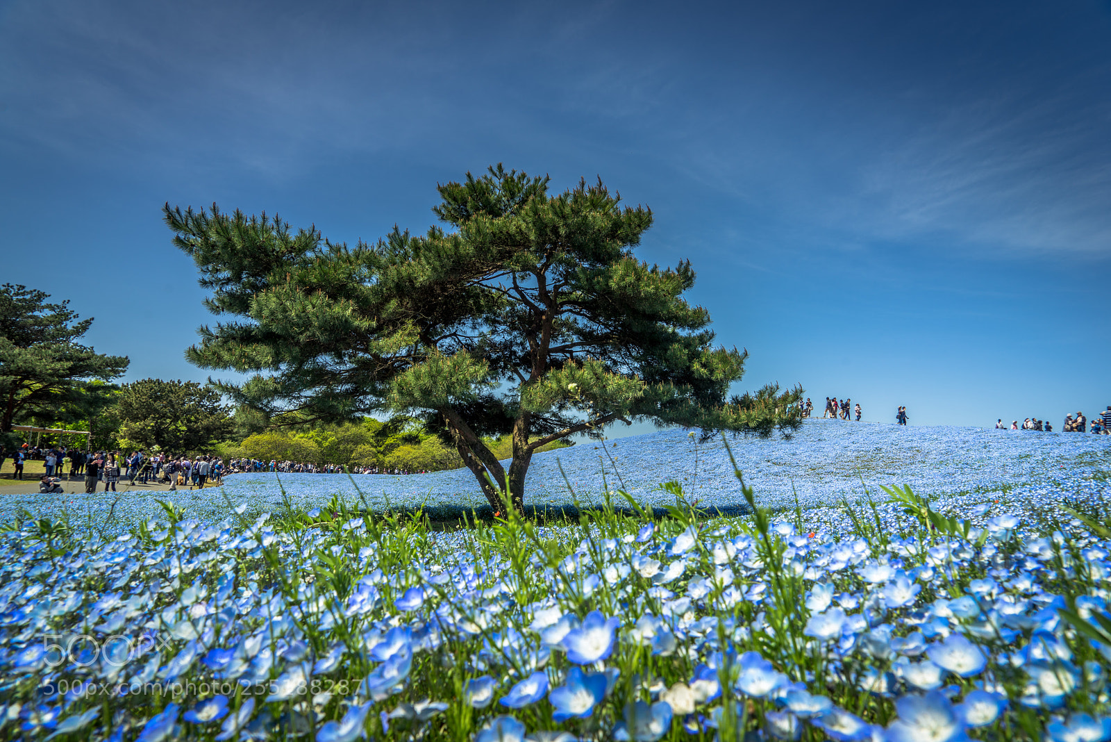 Sony a7R sample photo. Nemophila delight photography