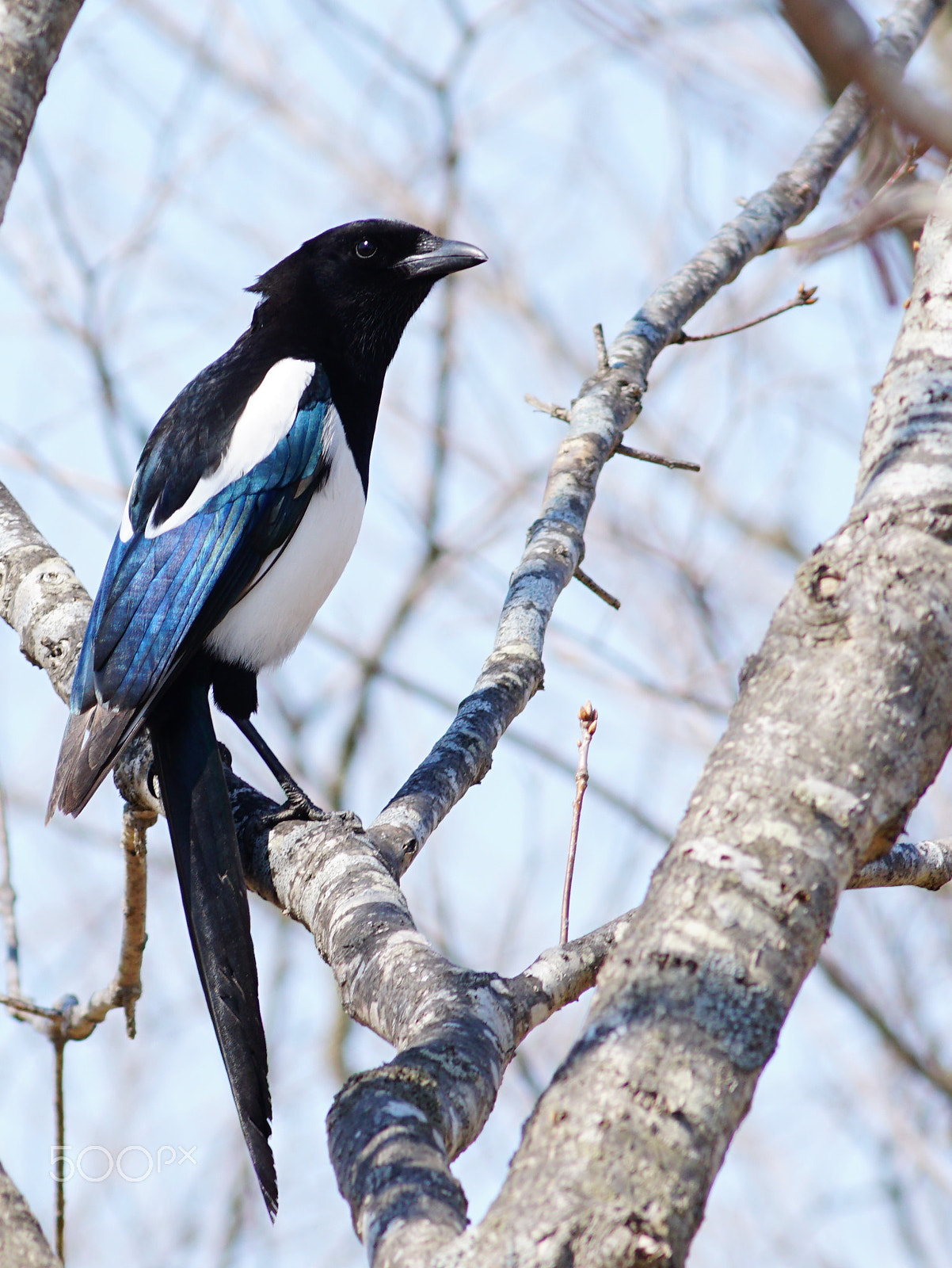 Sony a6300 + Canon EF 400mm F5.6L USM sample photo. Impressive blue photography