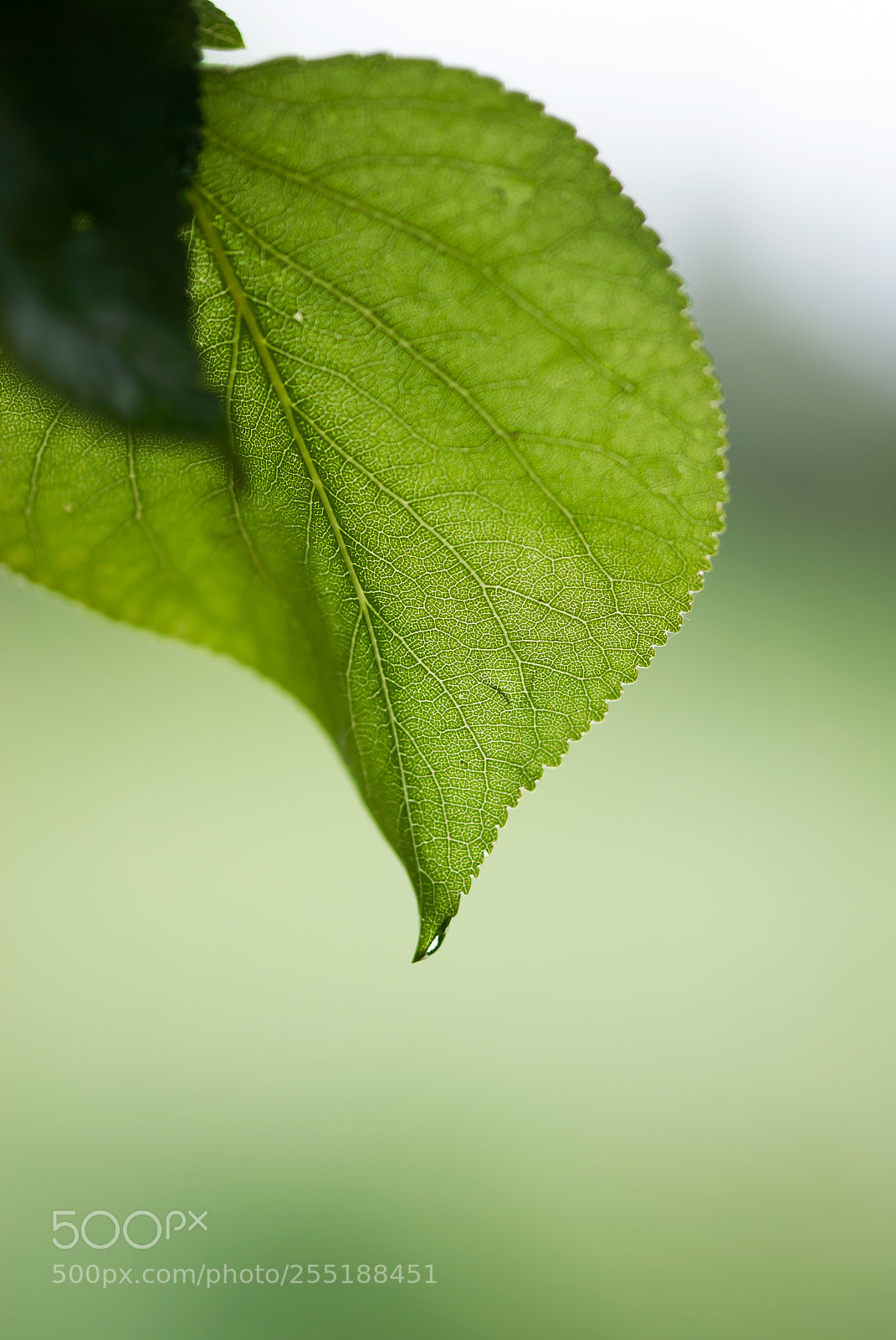 Nikon D60 sample photo. Green apricot leaf photography