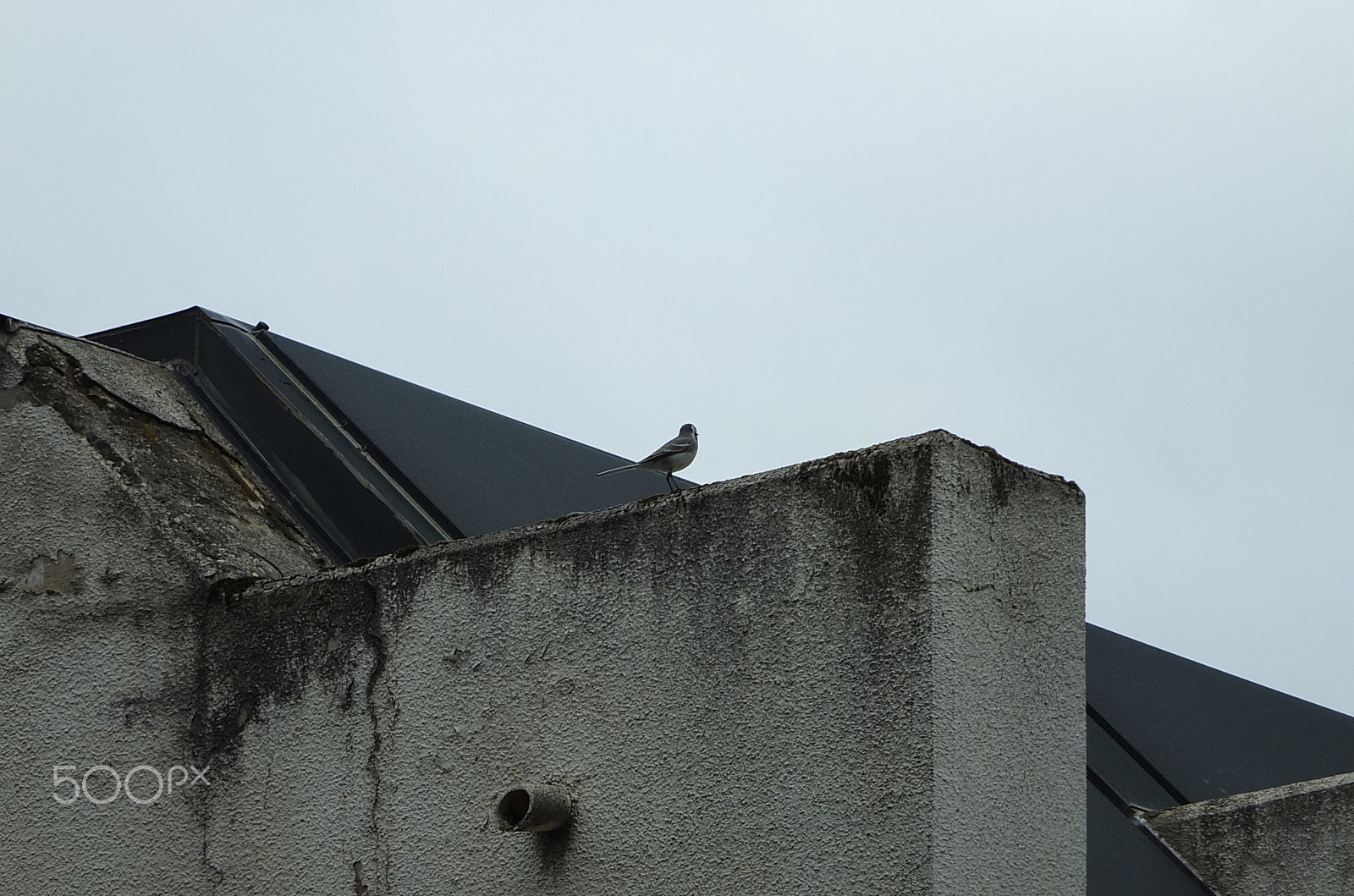 Fujifilm X-S1 sample photo. Bijela pastirica,white wagtail, motacilla alba photography