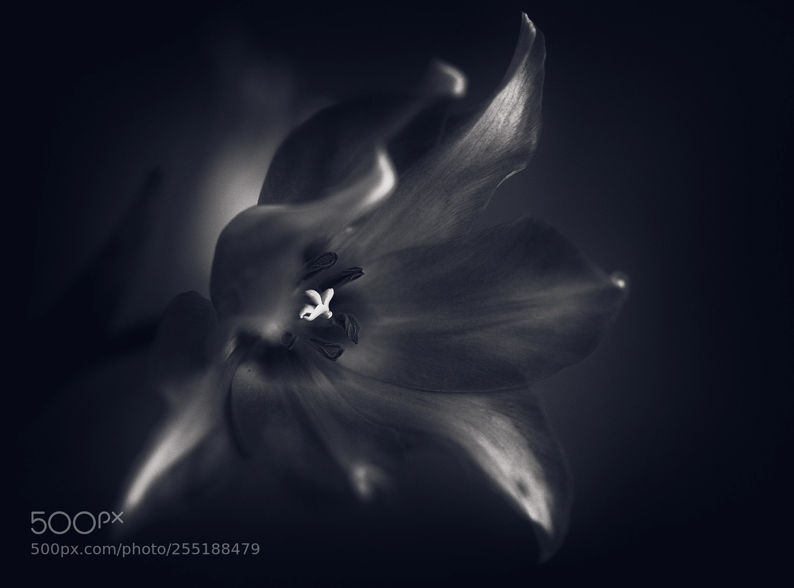 Canon EOS 5D Mark II sample photo. Blue tulip photography