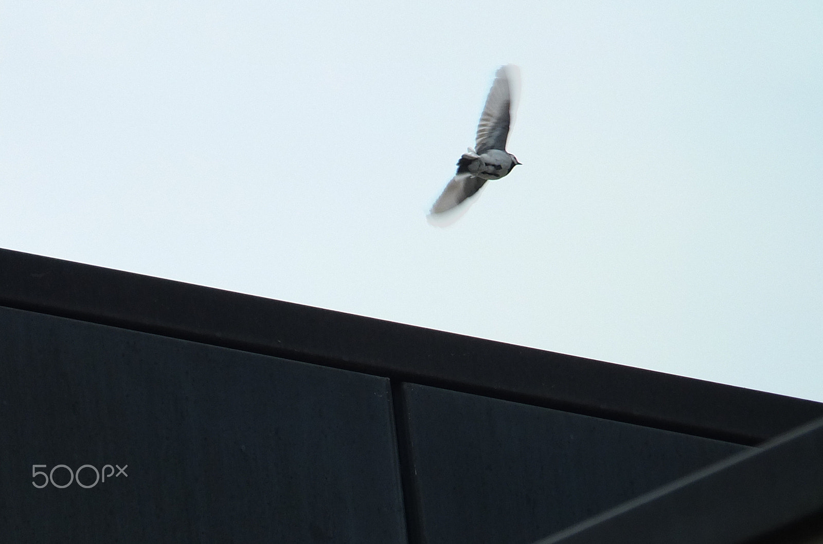 Fujifilm X-S1 sample photo. Bijela pastirica, white wagtail, motacilla alba photography