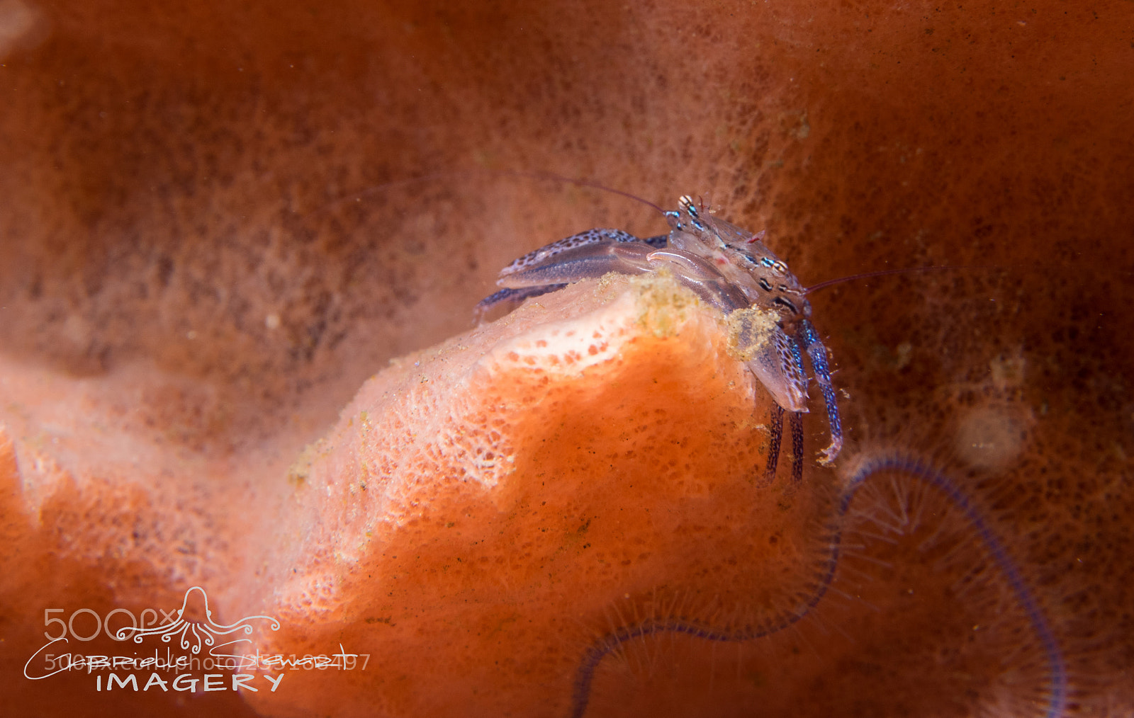 Olympus OM-D E-M1 sample photo. Tiny crab observing the photography
