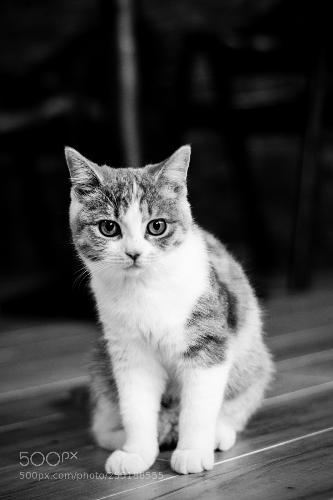 Nikon D5300 sample photo. Cat photography
