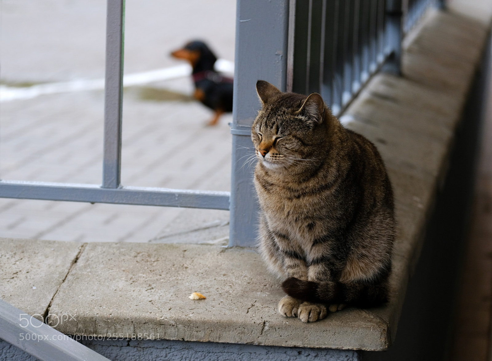 Fujifilm X-T20 sample photo. Cat at the store photography