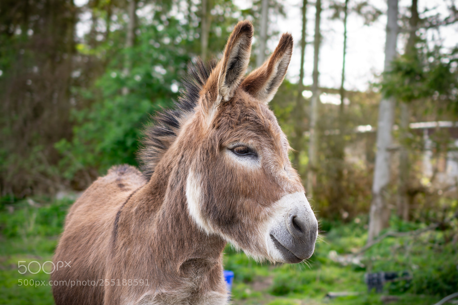Nikon D7200 sample photo. Elvis the donkey photography