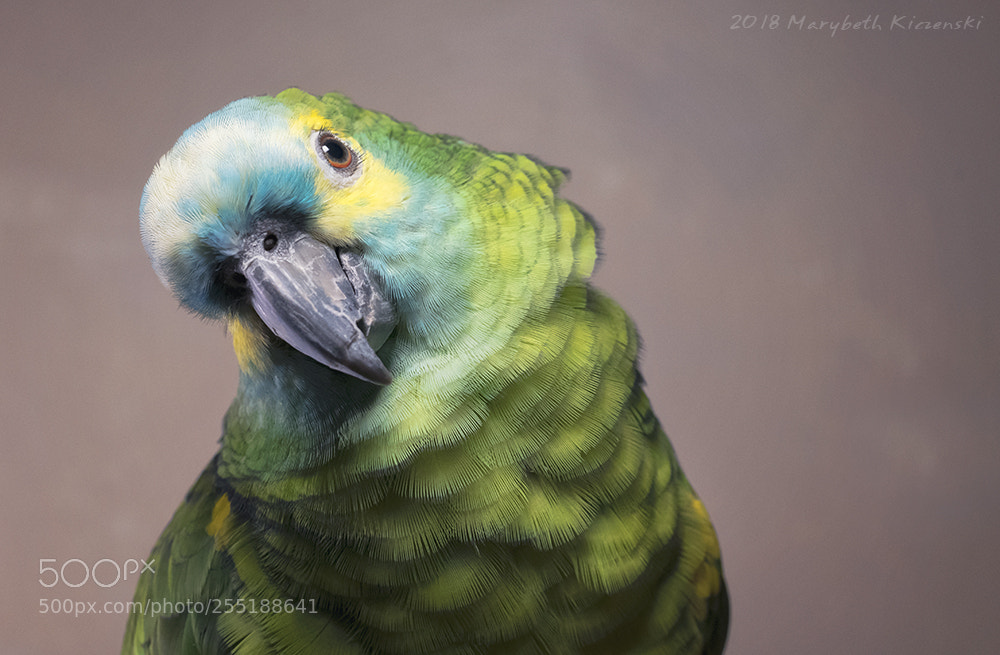 Nikon D850 sample photo. Mopar the amazon photography