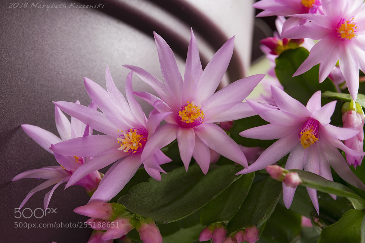 Nikon D850 sample photo. Easter cactus - bloom photography