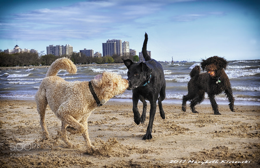 Nikon D3S sample photo. Dogs playing photography