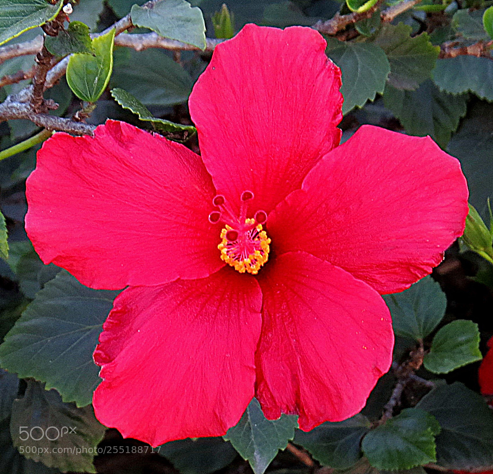 Canon PowerShot SX50 HS sample photo. Red hibiscus flower photography