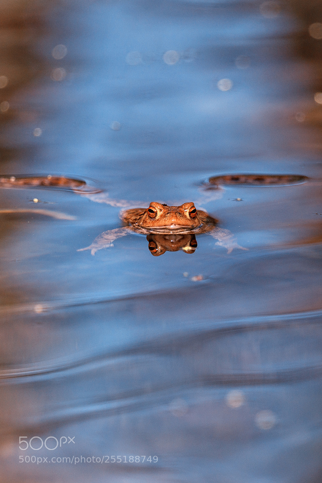 Sony SLT-A99V sample photo. Lonesome swimmer photography