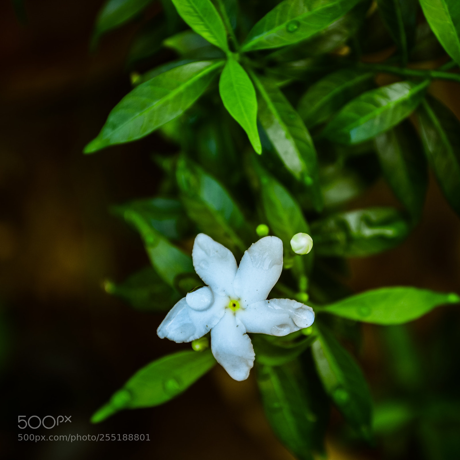 Nikon D5200 sample photo. Flower photography