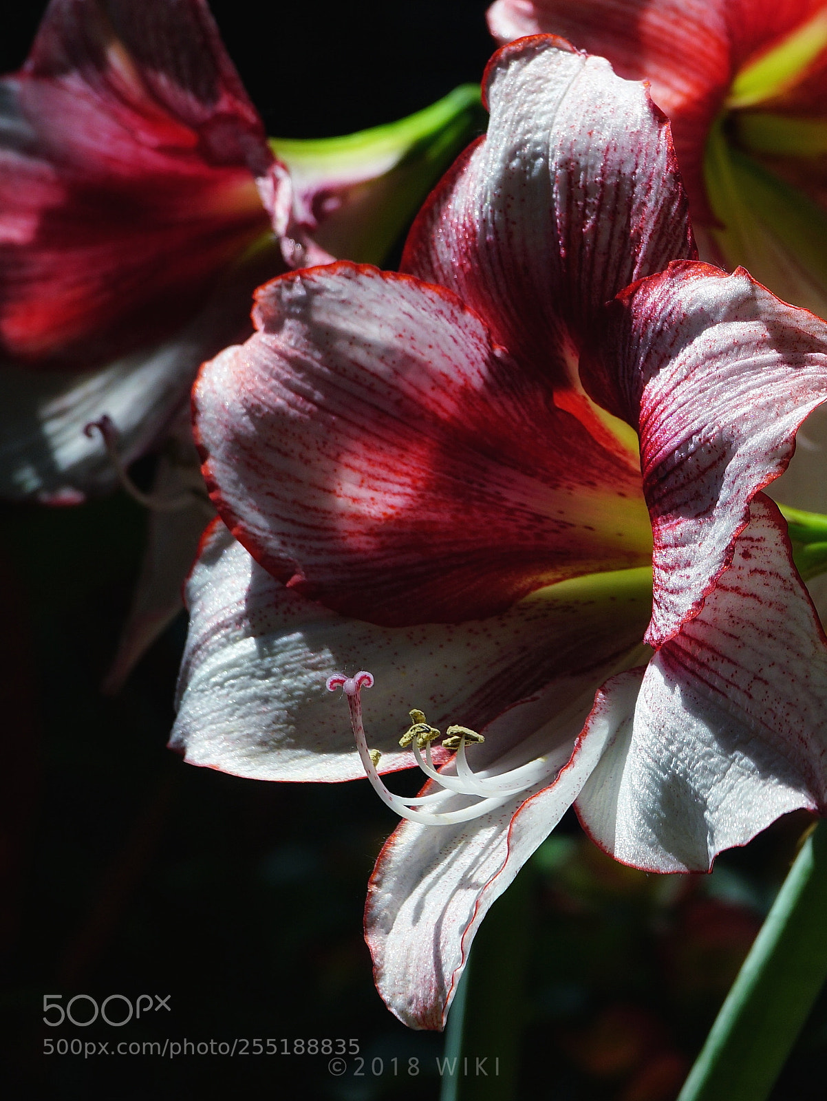 Sony a5100 sample photo. Untitled photography