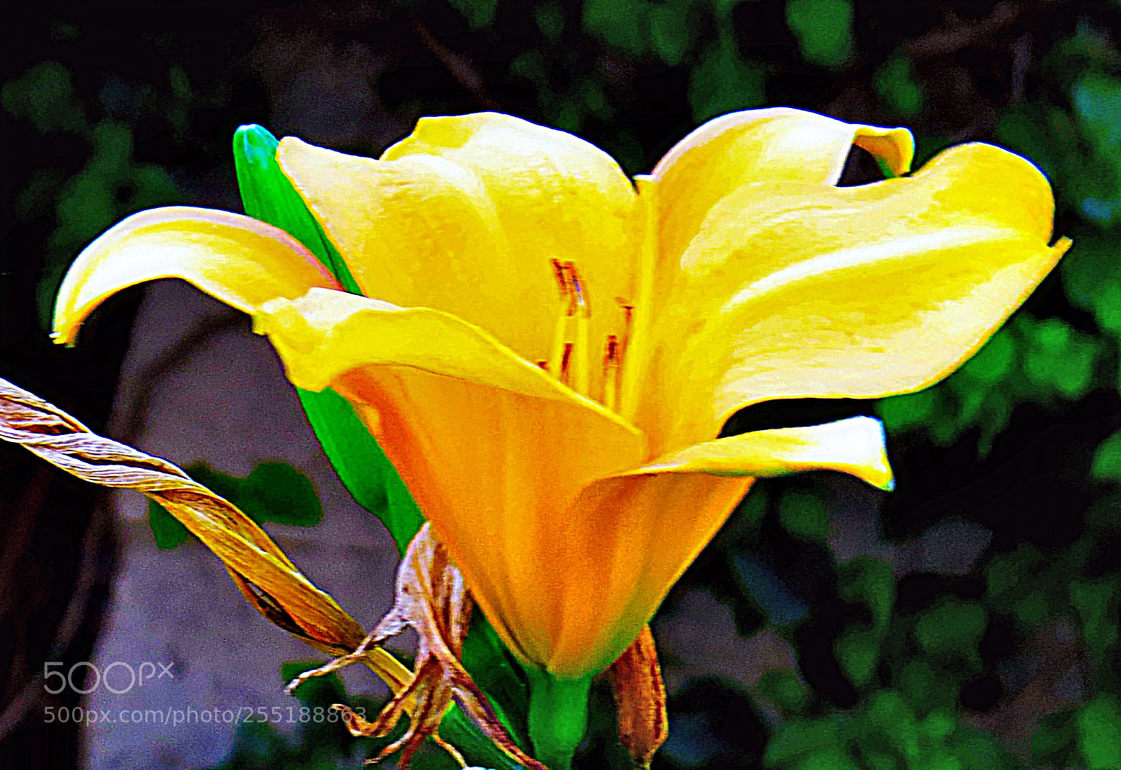 Canon PowerShot SX50 HS sample photo. A gold flower in photography