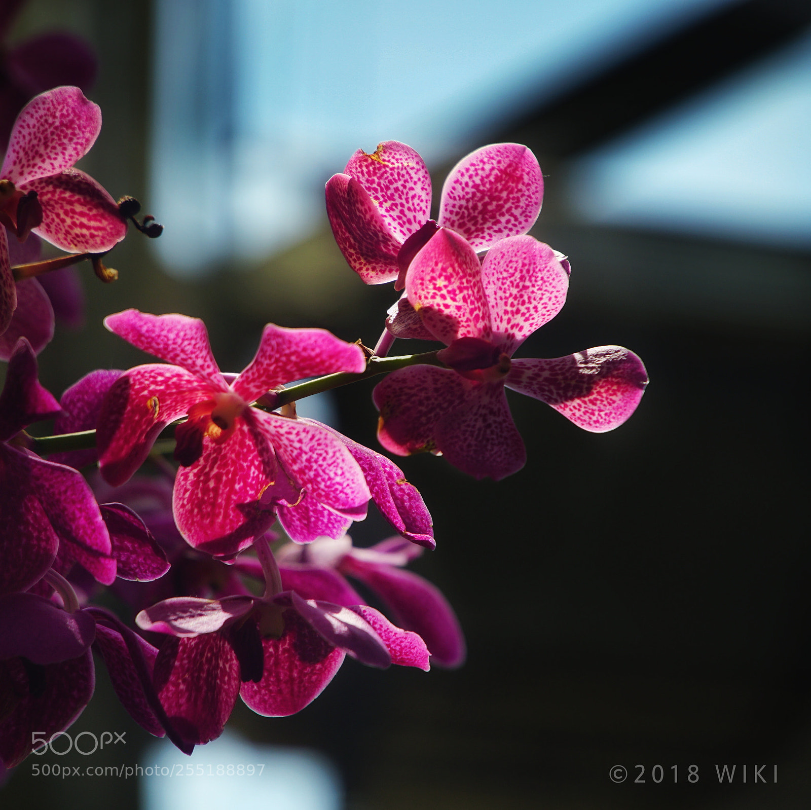 Sony a5100 sample photo. Orchid photography