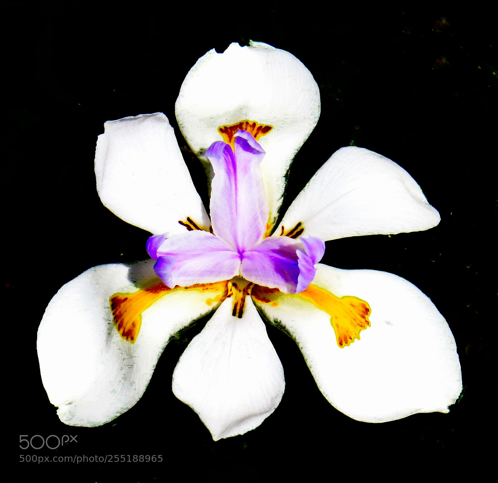 Canon PowerShot SX50 HS sample photo. White iris flower photography