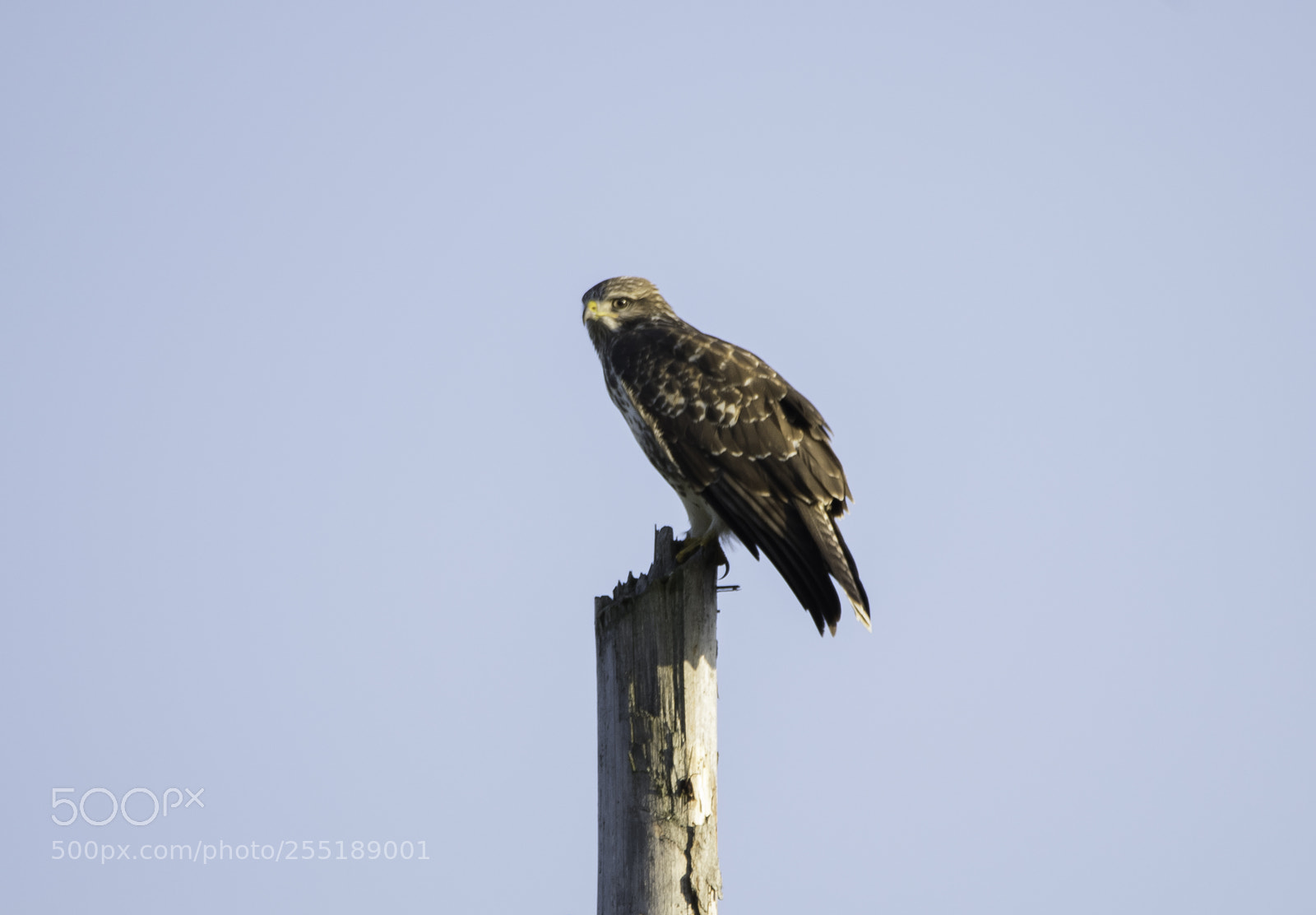 Nikon D5300 sample photo. Buzzard ormvrk o photography