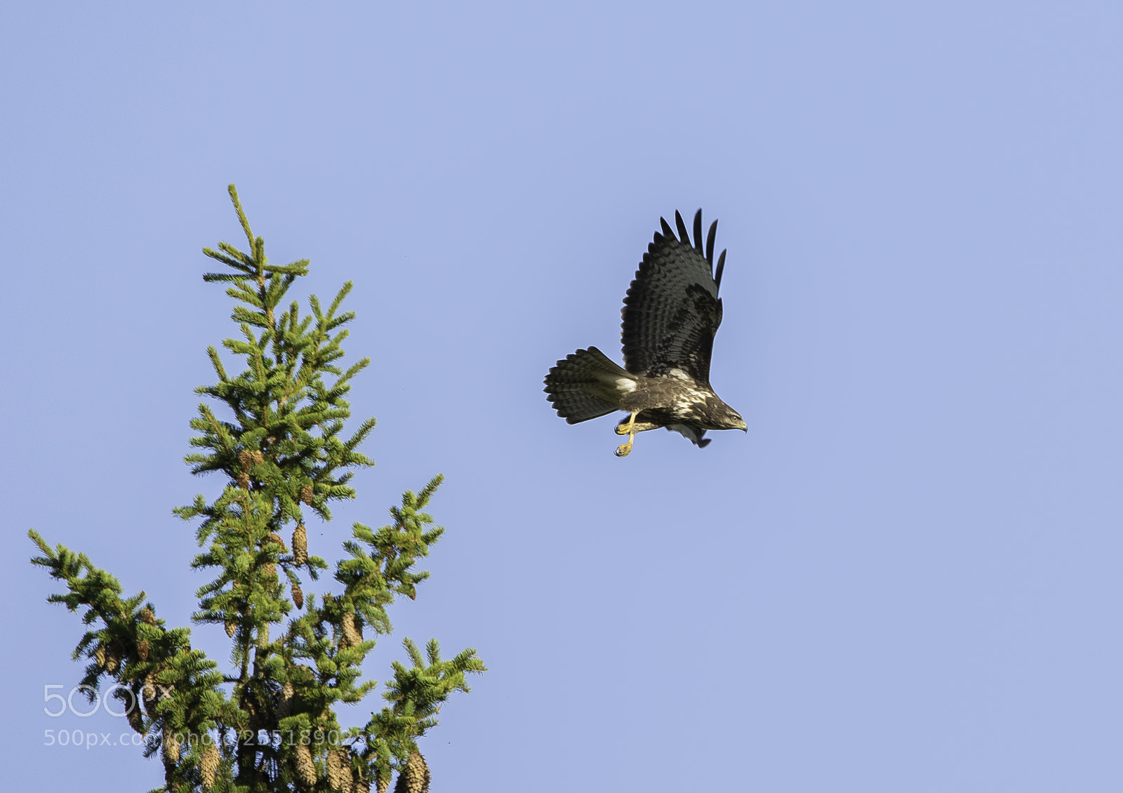 Nikon D5300 sample photo. Buzzard ormvrk o photography