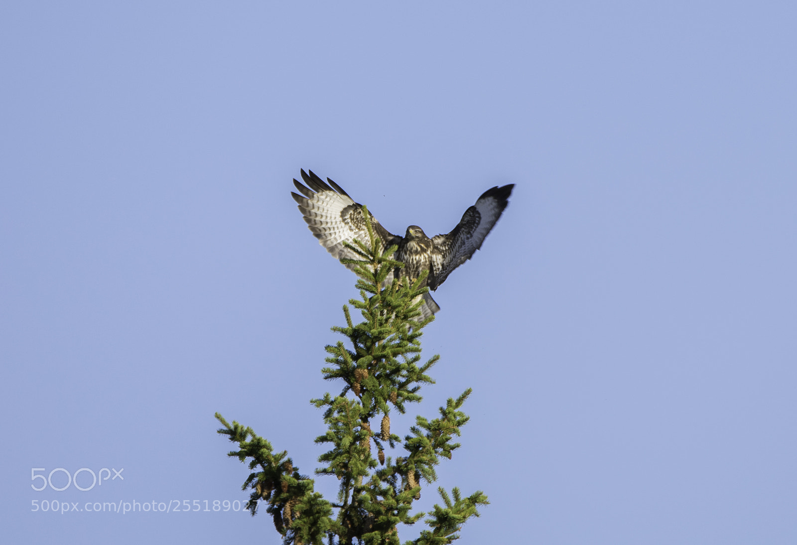 Nikon D5300 sample photo. Buzzard ormvrk o photography
