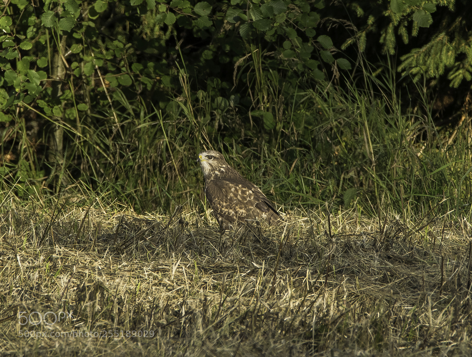 Nikon D5300 sample photo. Buzzard ormvrk o photography
