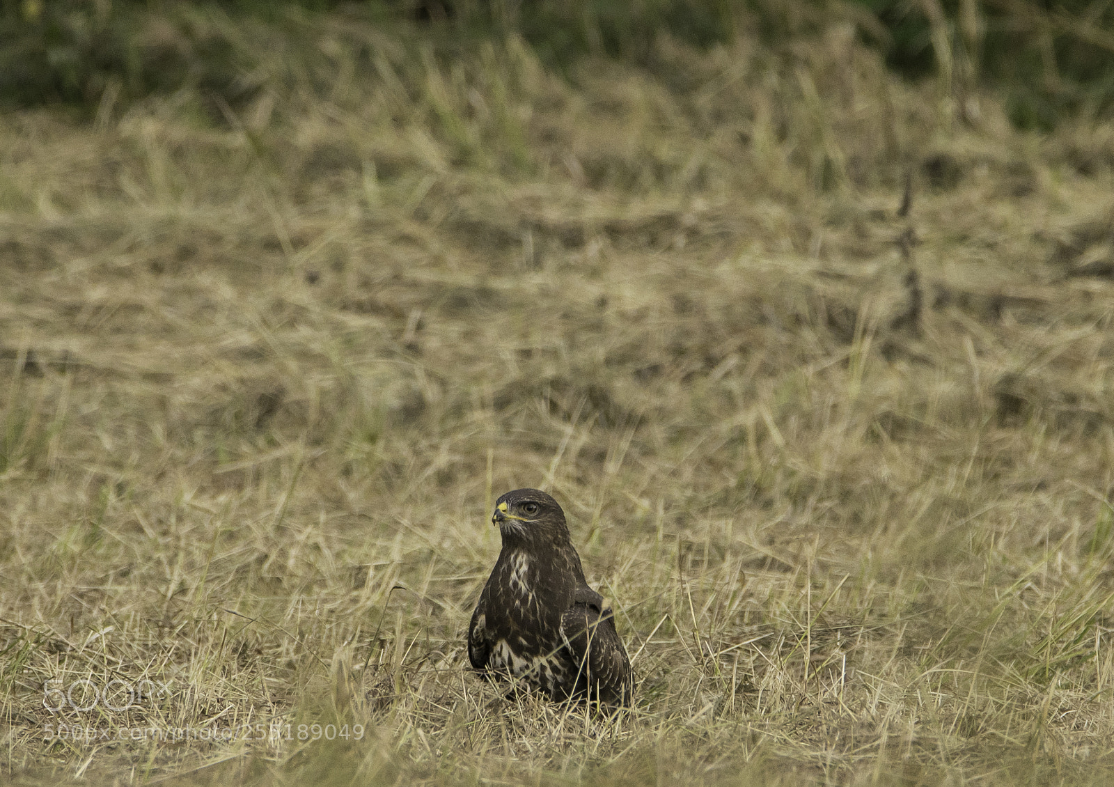 Nikon D5300 sample photo. Buzzard ormvrk o photography