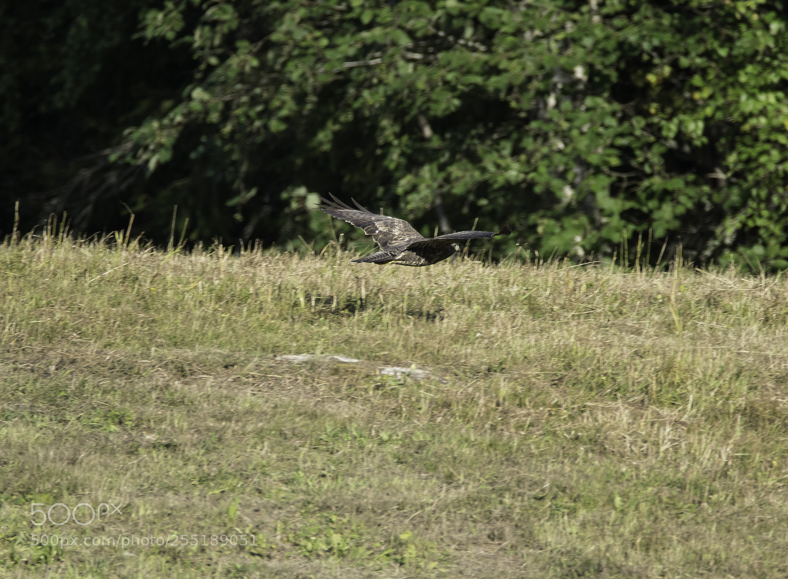 Nikon D5300 sample photo. Buzzard ormvrk o photography